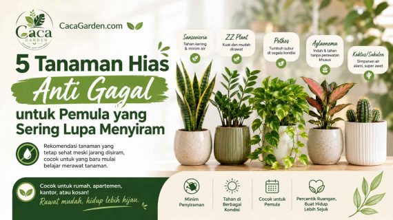 5 Tanaman Hias Anti Gagal untuk Pemula yang Sering Lupa Menyiram