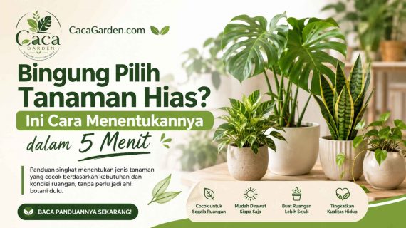 Bingung Pilih Tanaman Hias? Ini Cara Menentukannya dalam 5 Menit