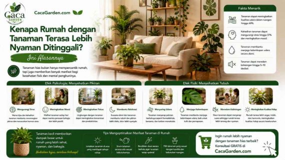 Kenapa Rumah dengan Tanaman Terasa Lebih Nyaman Ditinggali?