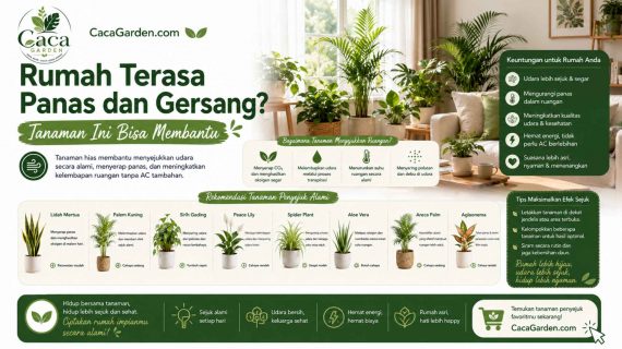Rumah Terasa Panas dan Gersang? Tanaman Ini Bisa Membantu
