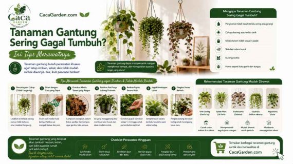 Tanaman Gantung Sering Gagal Tumbuh? Ini Tips Merawatnya