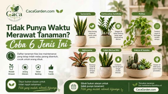 Tidak Punya Waktu Merawat Tanaman? Coba 6 Jenis Ini