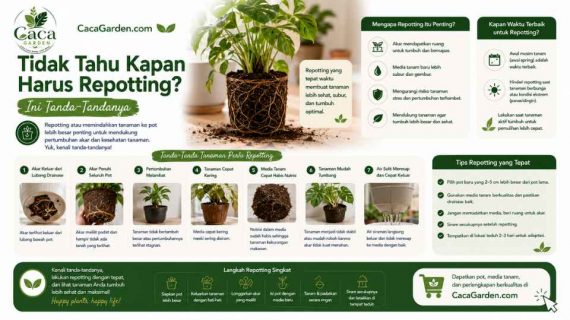 Tidak Tahu Kapan Harus Repotting? Ini Tanda-Tandanya